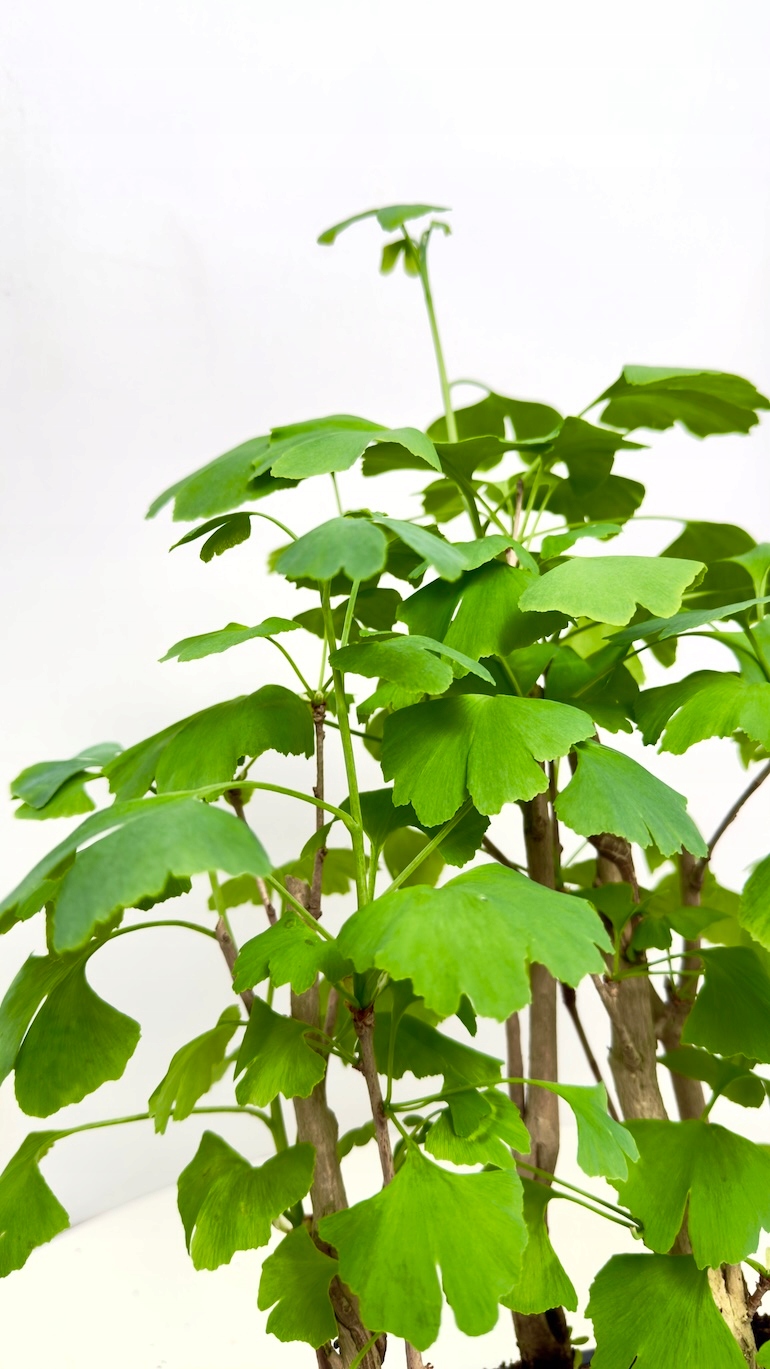 Bonsai Ginkgo biloba