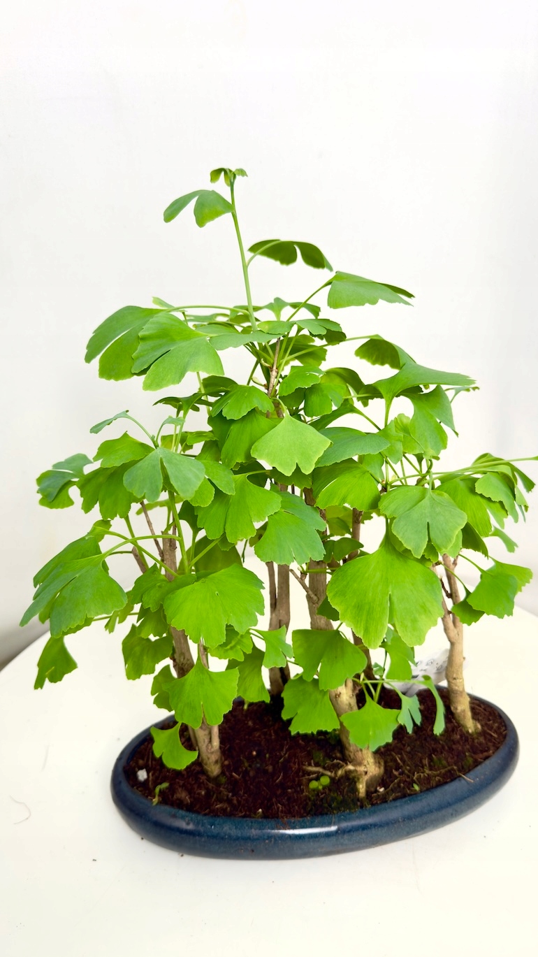 Bonsai Ginkgo biloba