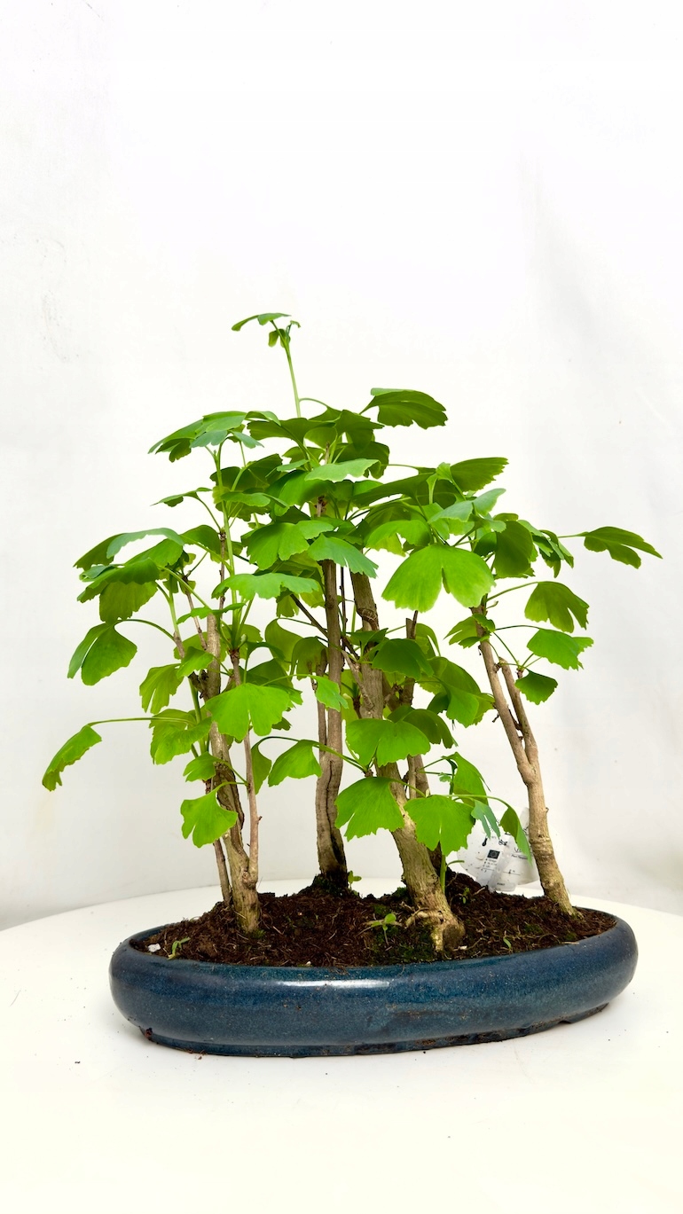 Bonsai Ginkgo biloba