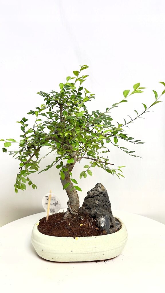 Bonsai-Grab-Chinski