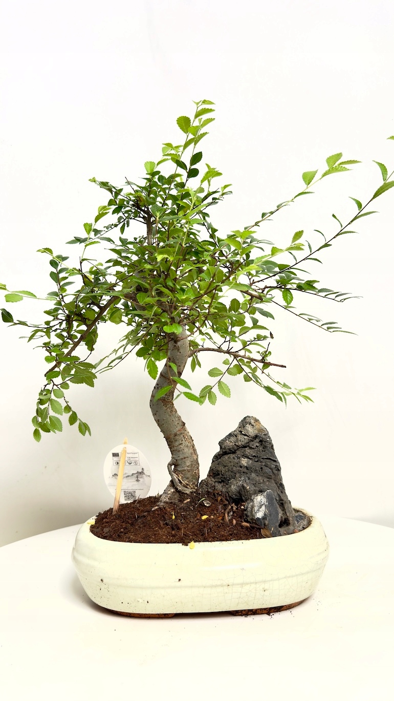 Bonsai Grab Chiński (Ulmus parvifolia)