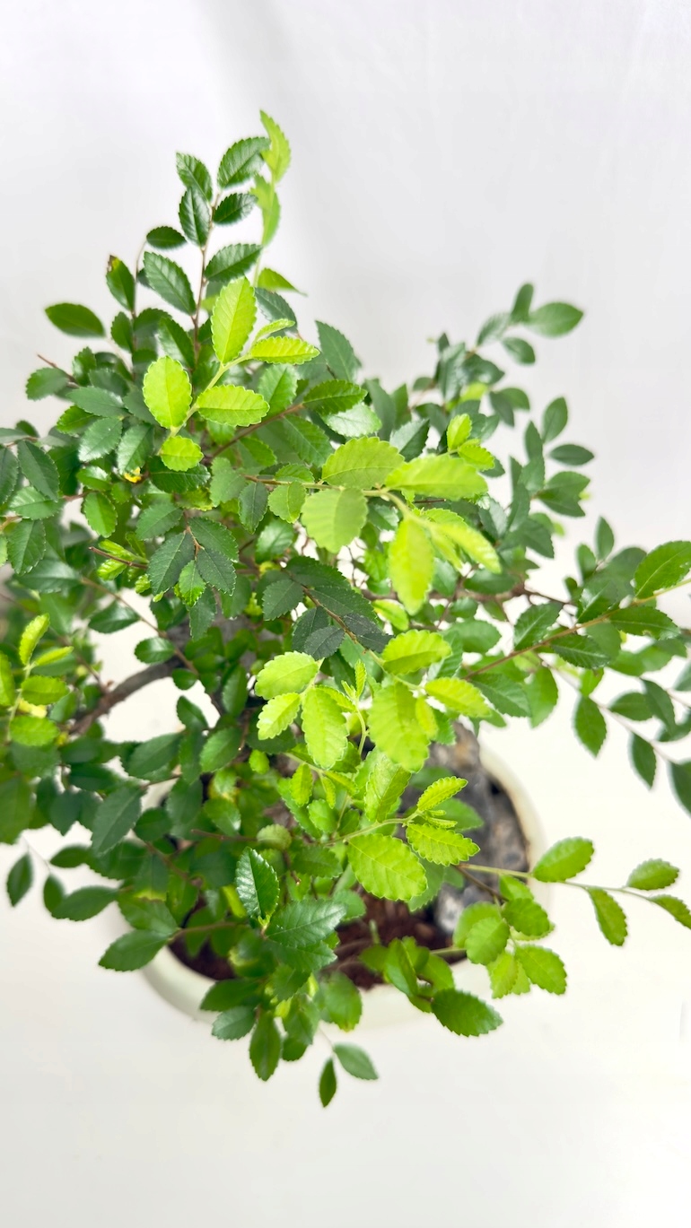 Bonsai Grab Chiński (Ulmus parvifolia)