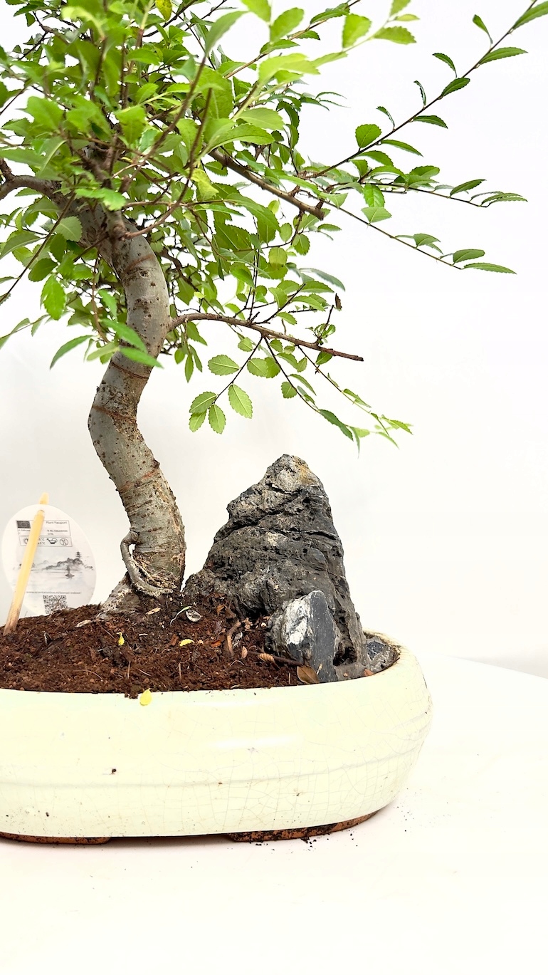 Bonsai Grab Chiński (Ulmus parvifolia)