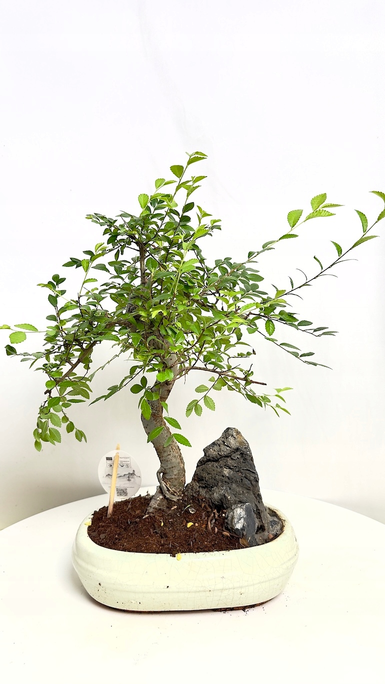Bonsai Grab Chiński (Ulmus parvifolia)