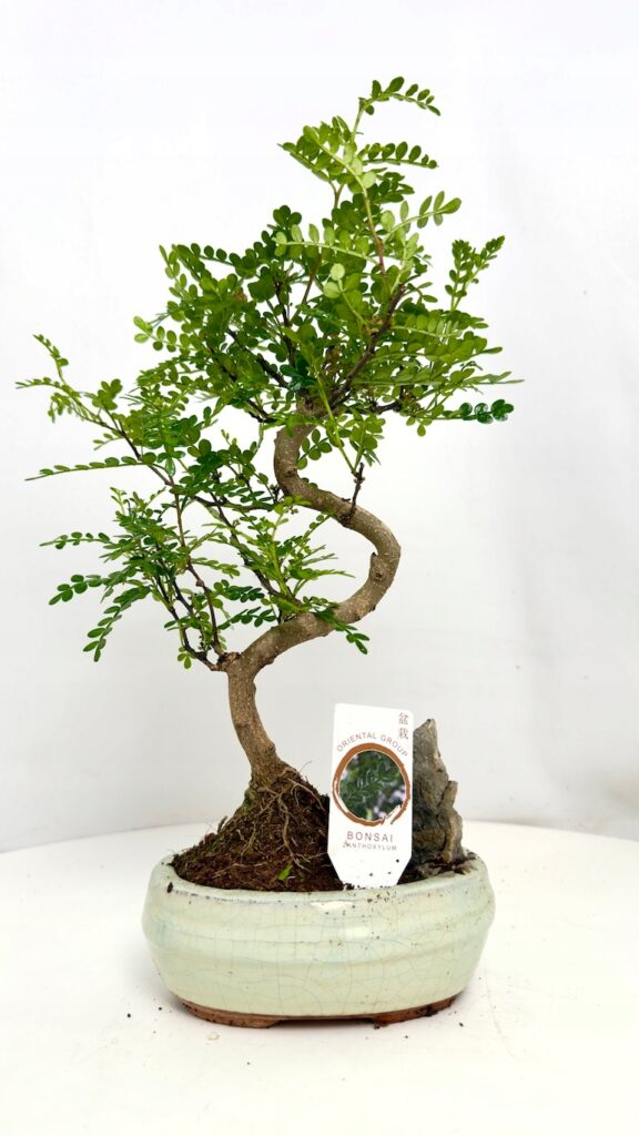 Bonsai Zanthoxylum o dekoracyjnym pniu i drobnych zielonych liściach