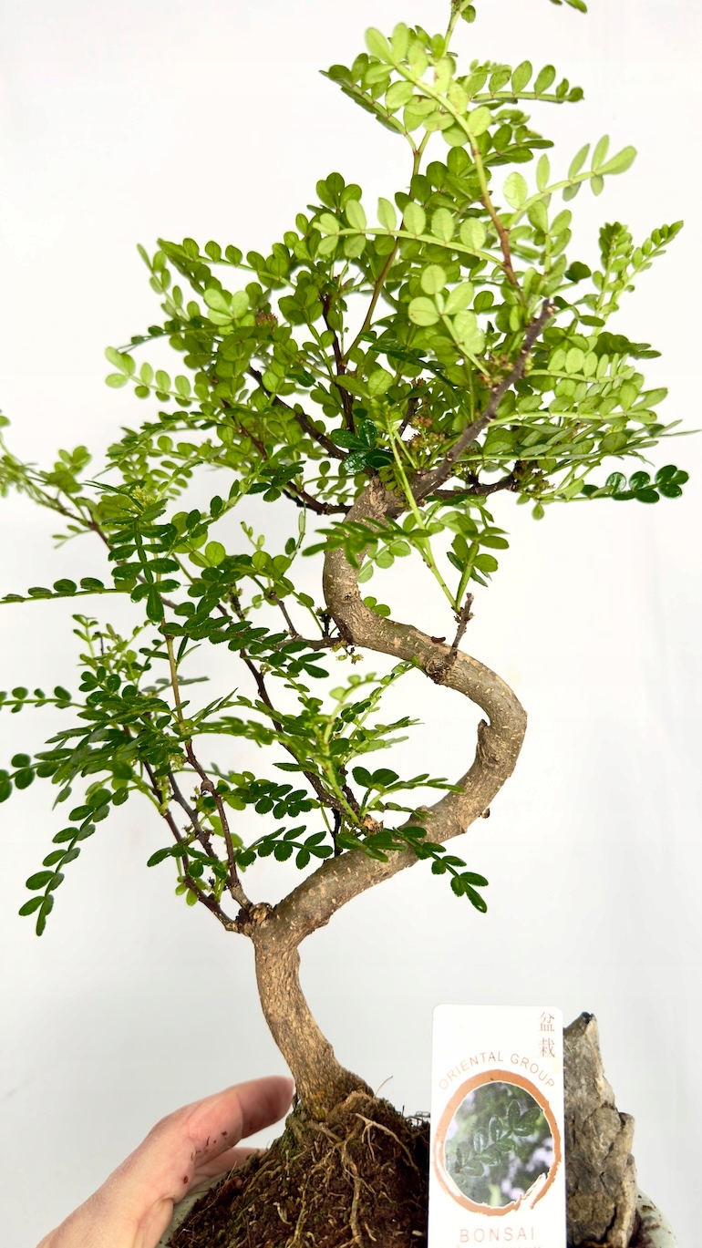 Bonsai Zanthoxylum Pieprz Syczuański