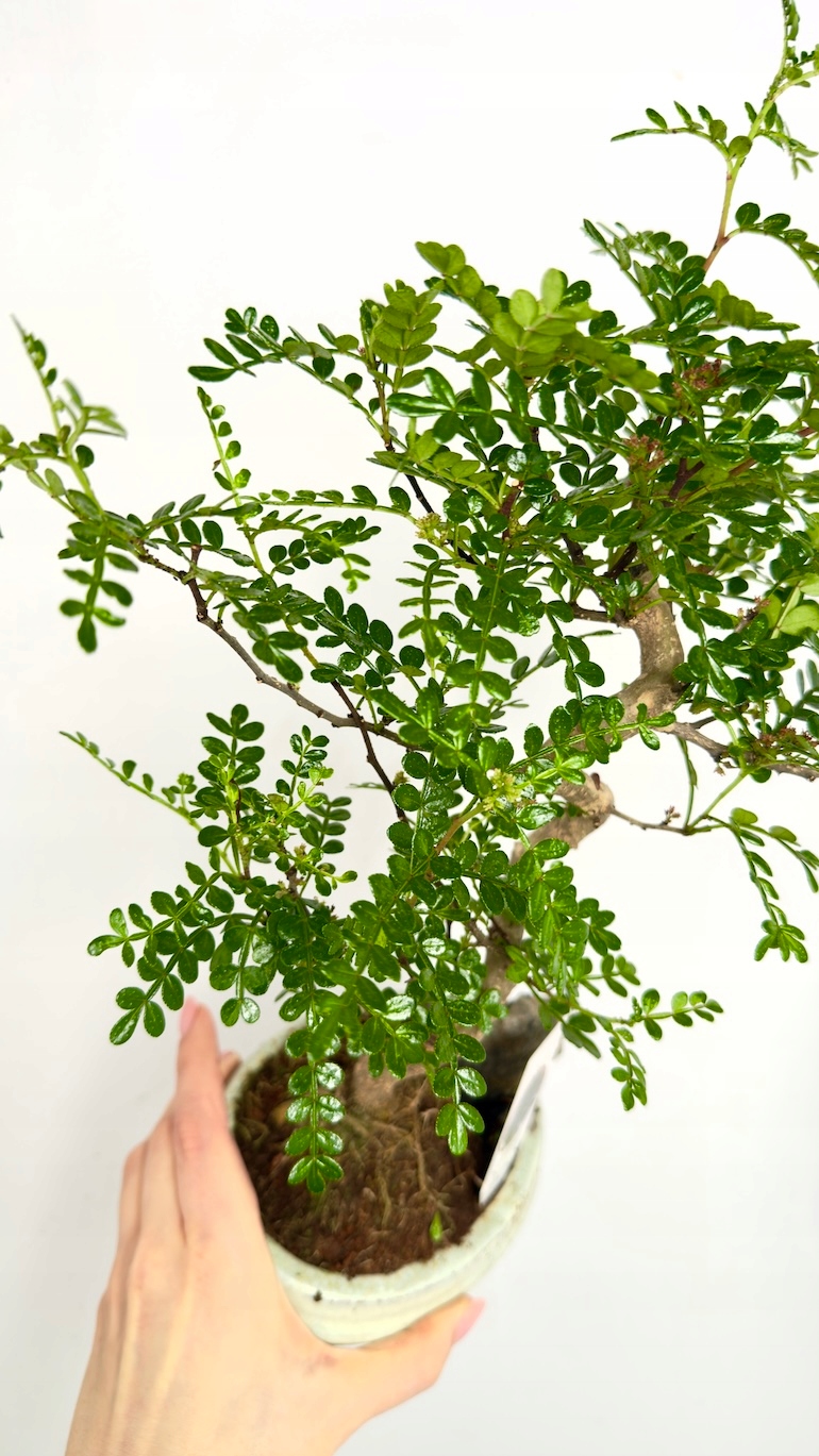 Bonsai Zanthoxylum Pieprz Syczuański