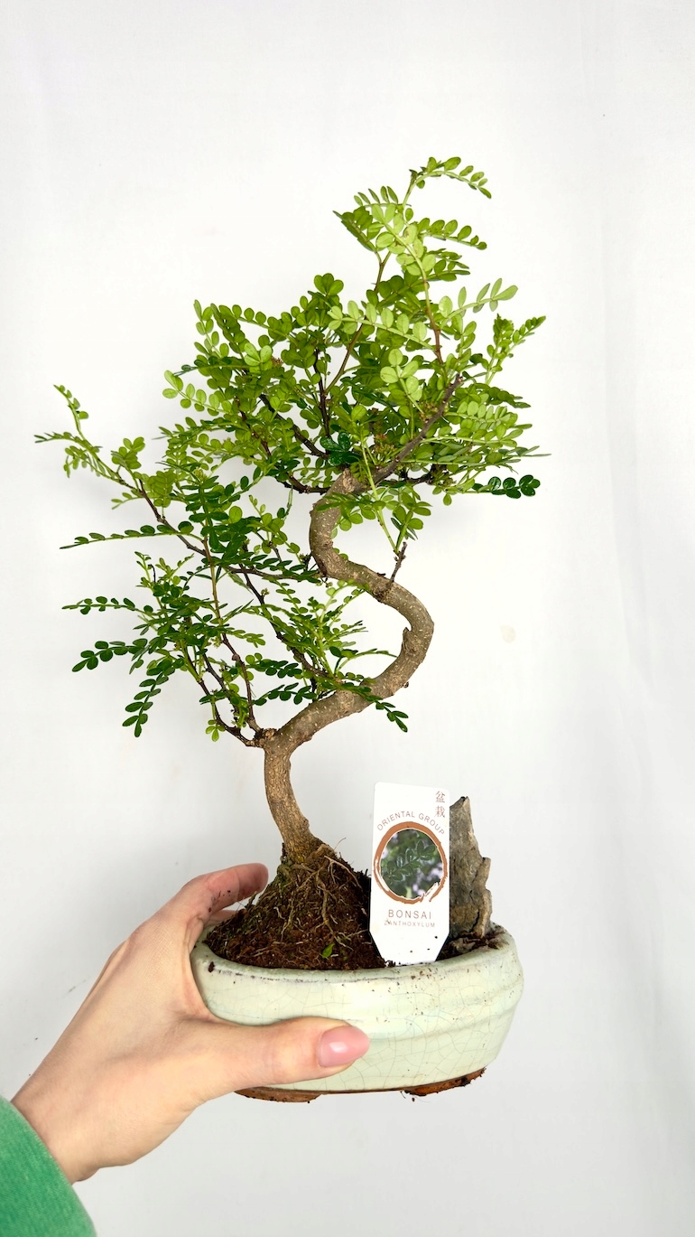 Bonsai Zanthoxylum Pieprz Syczuański