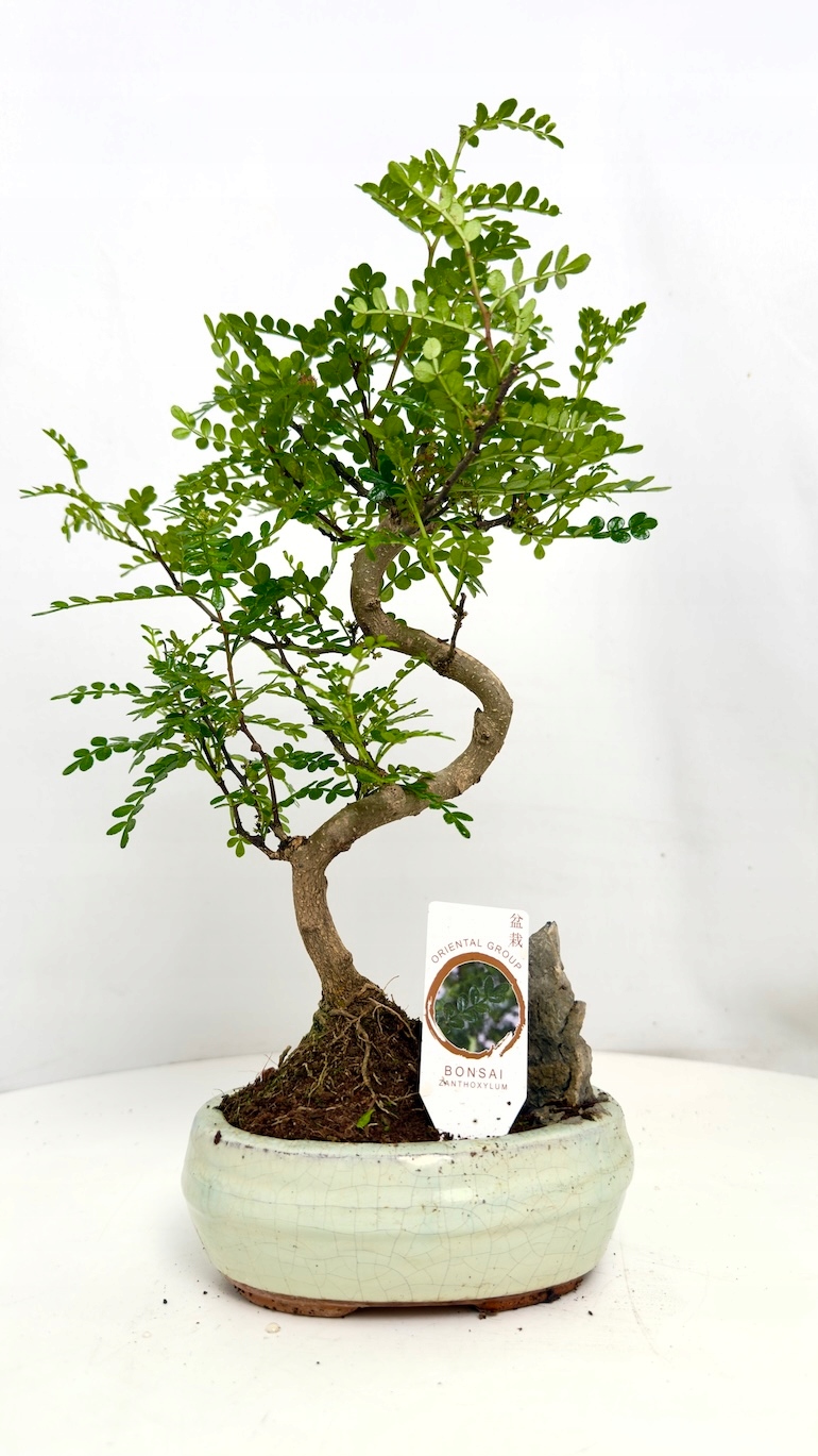 Bonsai Zanthoxylum Pieprz Syczuański
