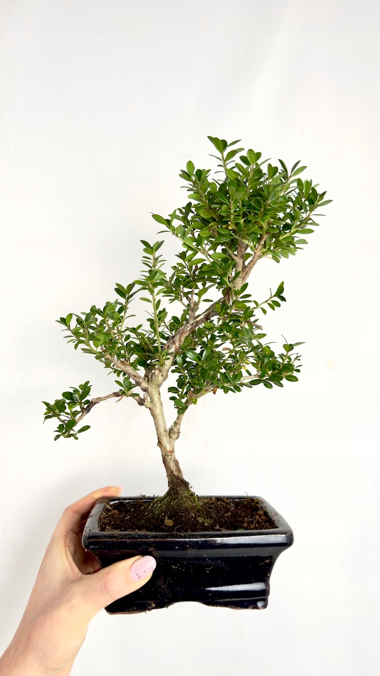 Bukszpan Bonsai 10/25 cm