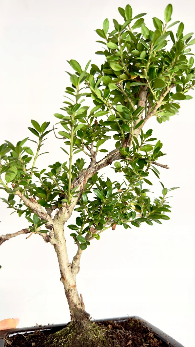 Bukszpan Bonsai 10/25 cm