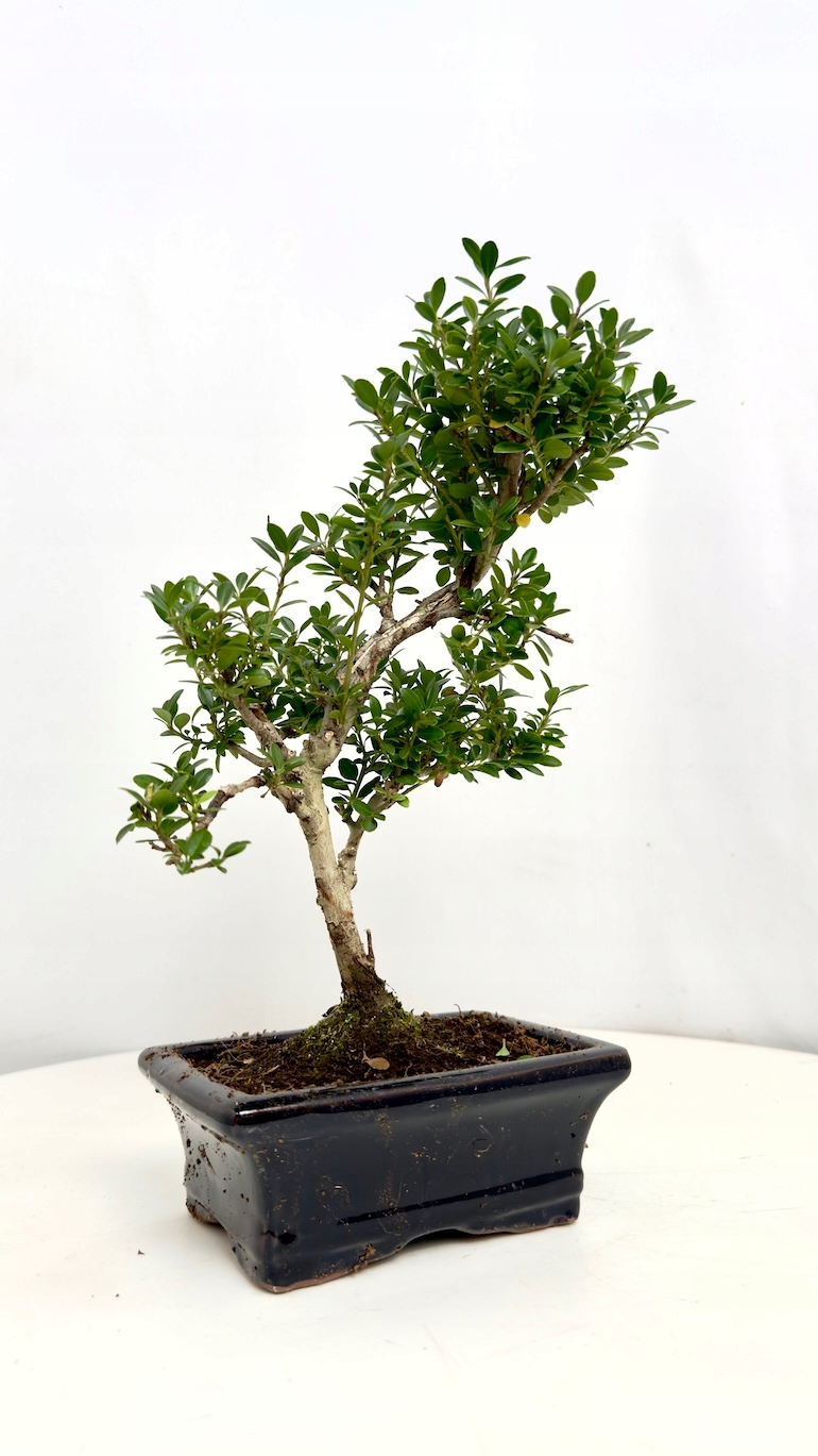 Bukszpan Bonsai 10/25 cm
