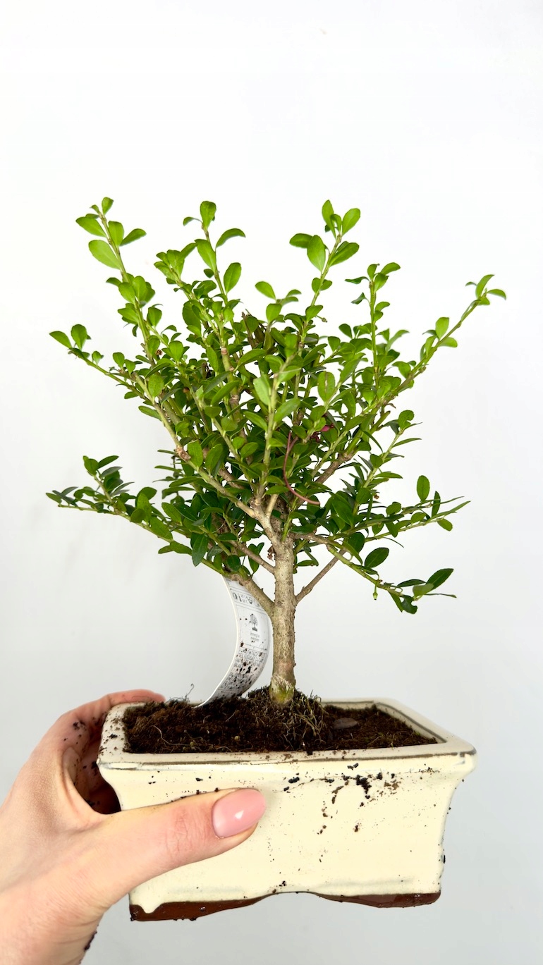 Bukszpan Bonsai 10/20 cm jasna doniczka