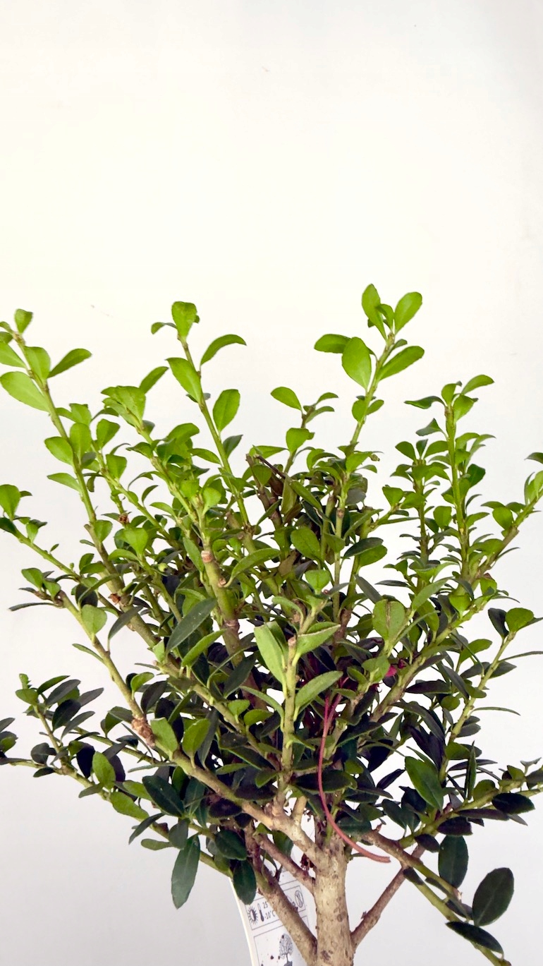 Bukszpan Bonsai 10/20 cm jasna doniczka