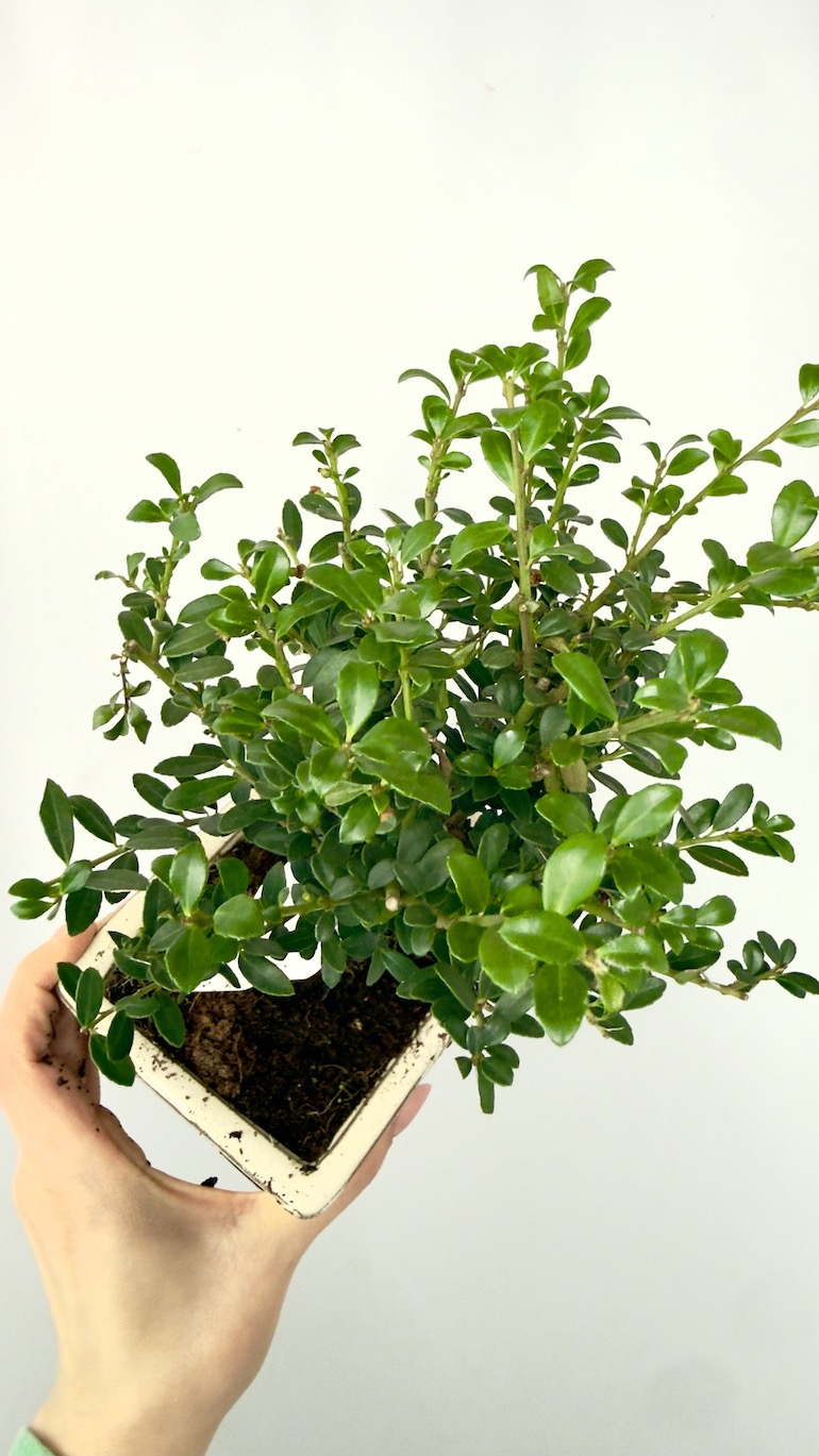 Bukszpan Bonsai 10/20 cm jasna doniczka