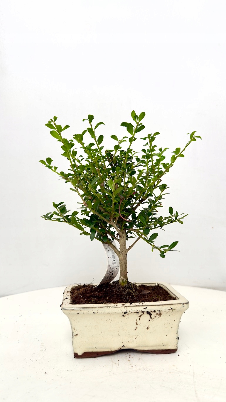 Bukszpan Bonsai 10/20 cm jasna doniczka