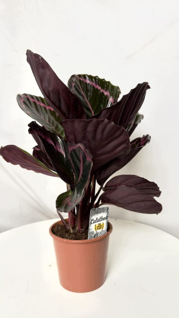 Calathea Black Lipstick w doniczce 14 cm, ciemne liście z różowym obrzeżeniem, wysokość około 45 cm.