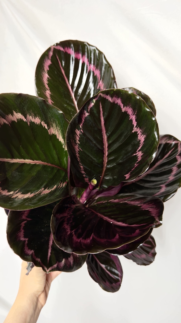 Calathea Black Lipstick 14/45 cm