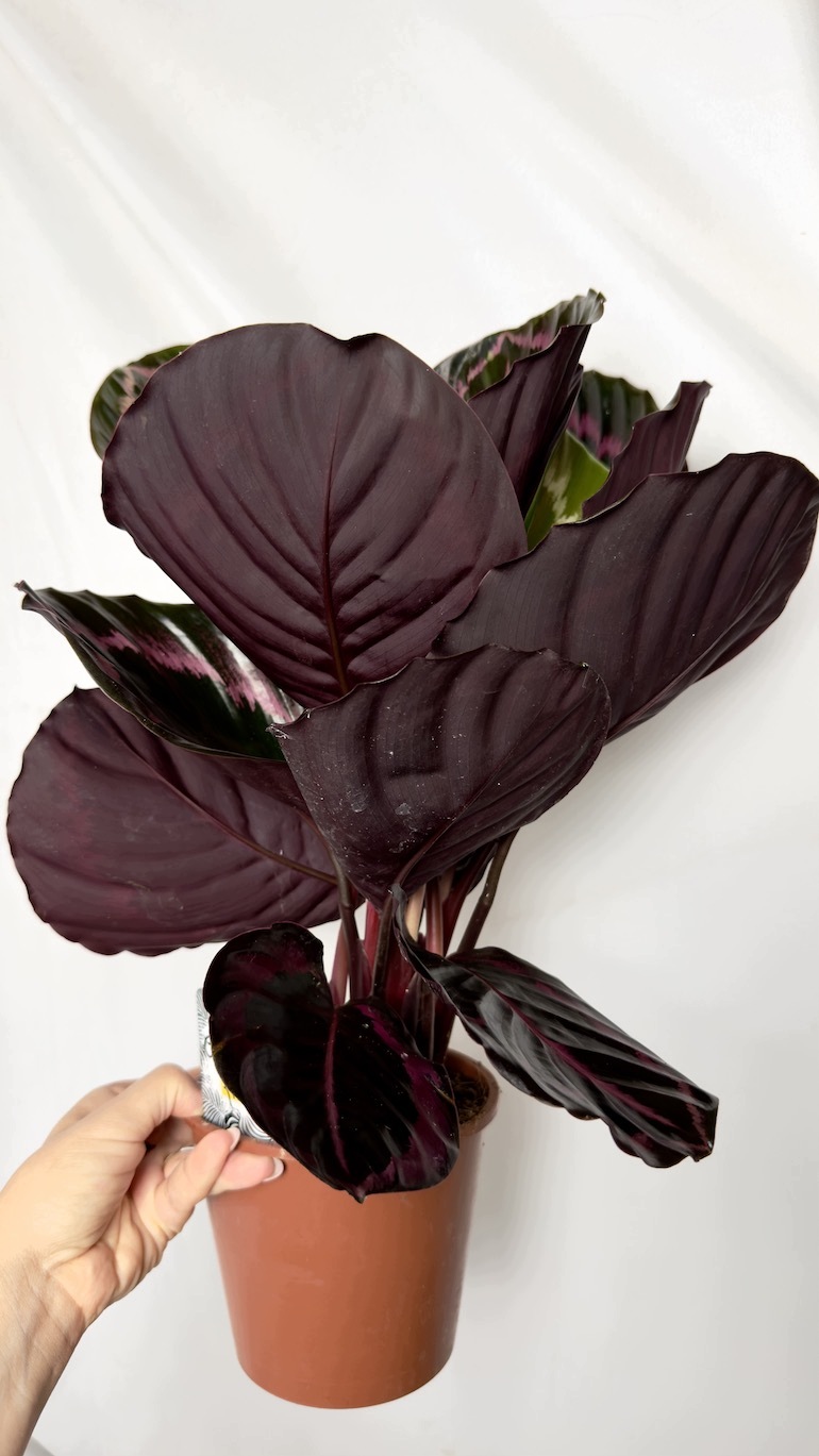 Calathea Black Lipstick 14/45 cm