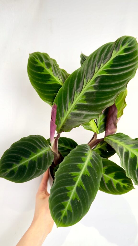 Calathea Warscewiczii 14/45 cm z aksamitnymi zielonymi liśćmi i bordowym spodem liści.