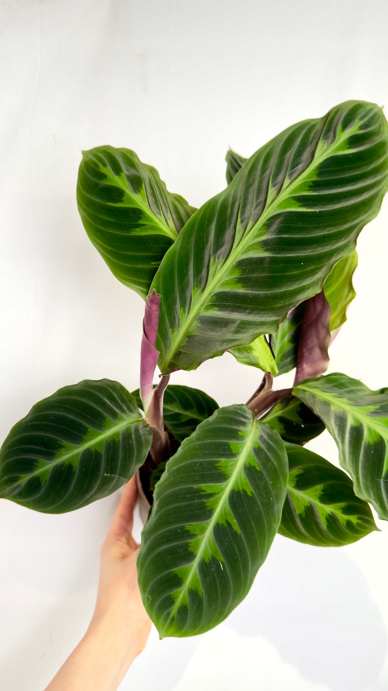 Calathea Warscewiczii 14/45 cm