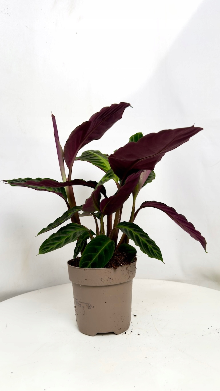 Calathea Warscewiczii 14/45 cm