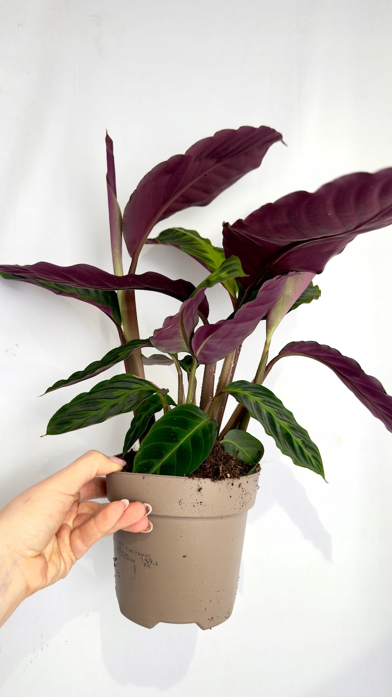 Calathea Warscewiczii 14/45 cm