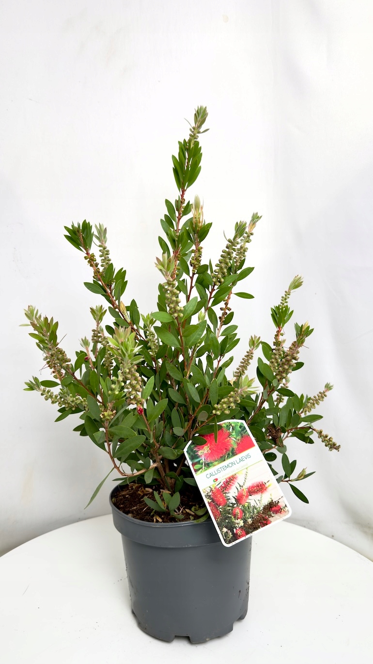 Kuflik Cytrynowy 19/45 cm