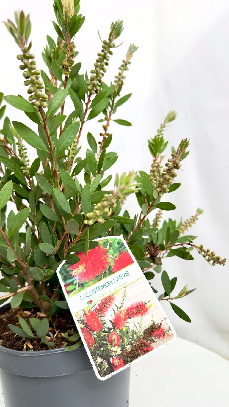 Kuflik Cytrynowy 19/45 cm