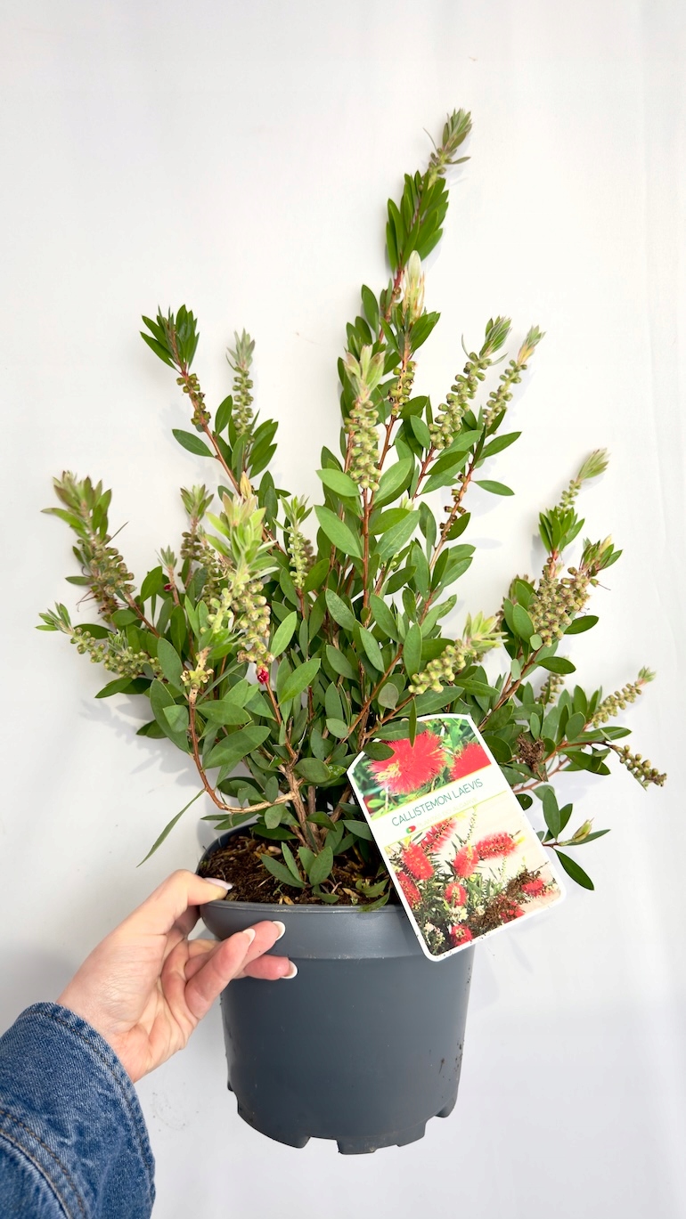 Kuflik Cytrynowy 19/45 cm