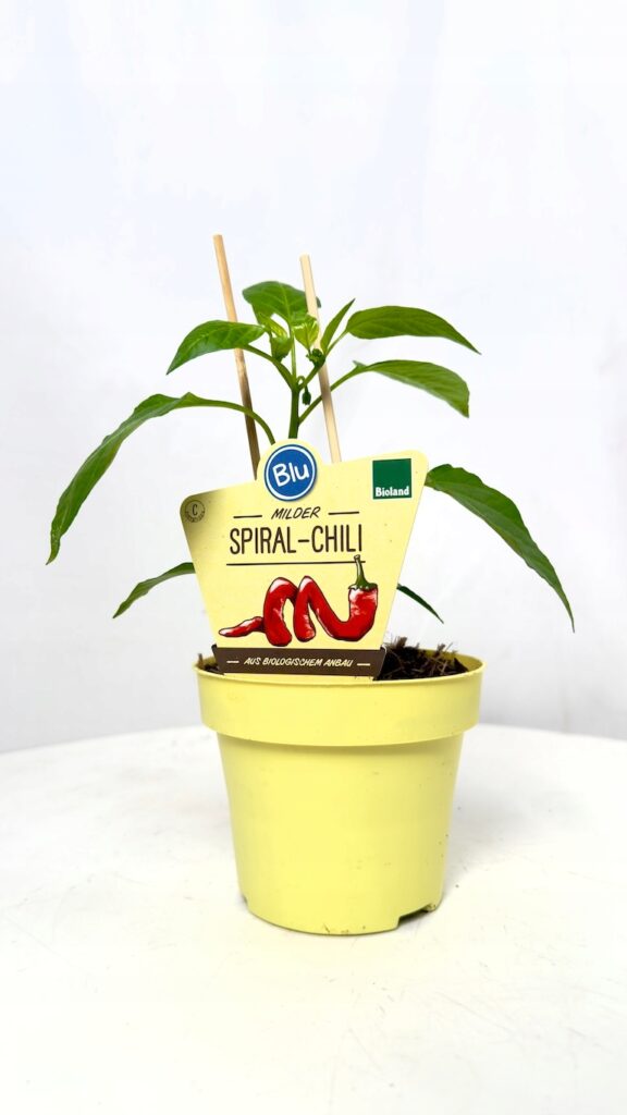 Capsicum annuum Mild Spiral 12/20 cm – ozdobna papryczka chili w doniczce ze spiralnymi owocami.