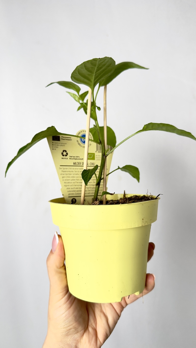 Capsicum annuum Mild Spiral 12/20 cm