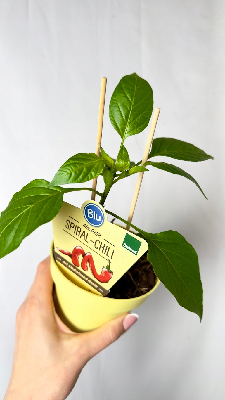 Capsicum annuum Mild Spiral 12/20 cm