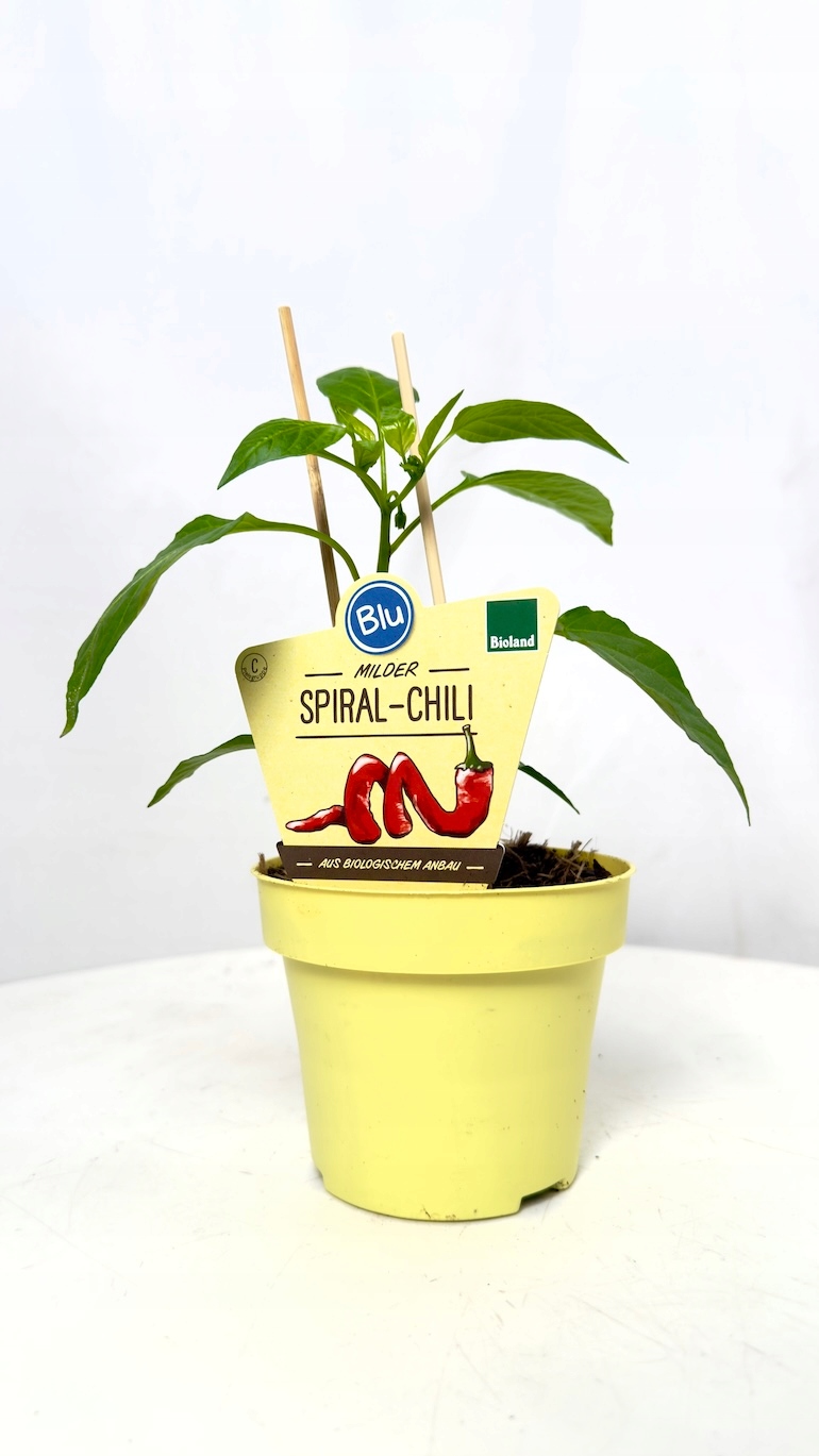 Capsicum annuum Mild Spiral 12/20 cm