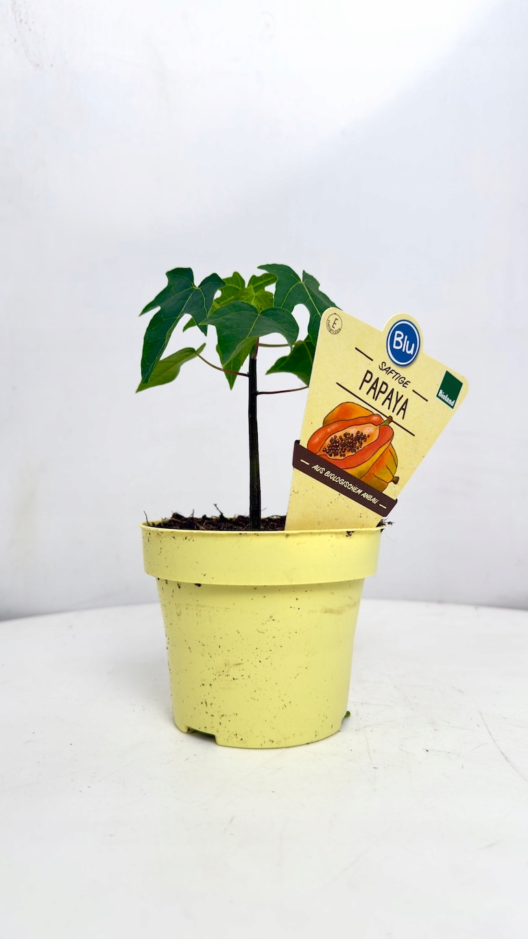 Carica Papaya 12/20 cm
