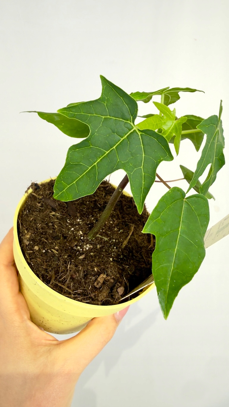 Carica Papaya 12/20 cm