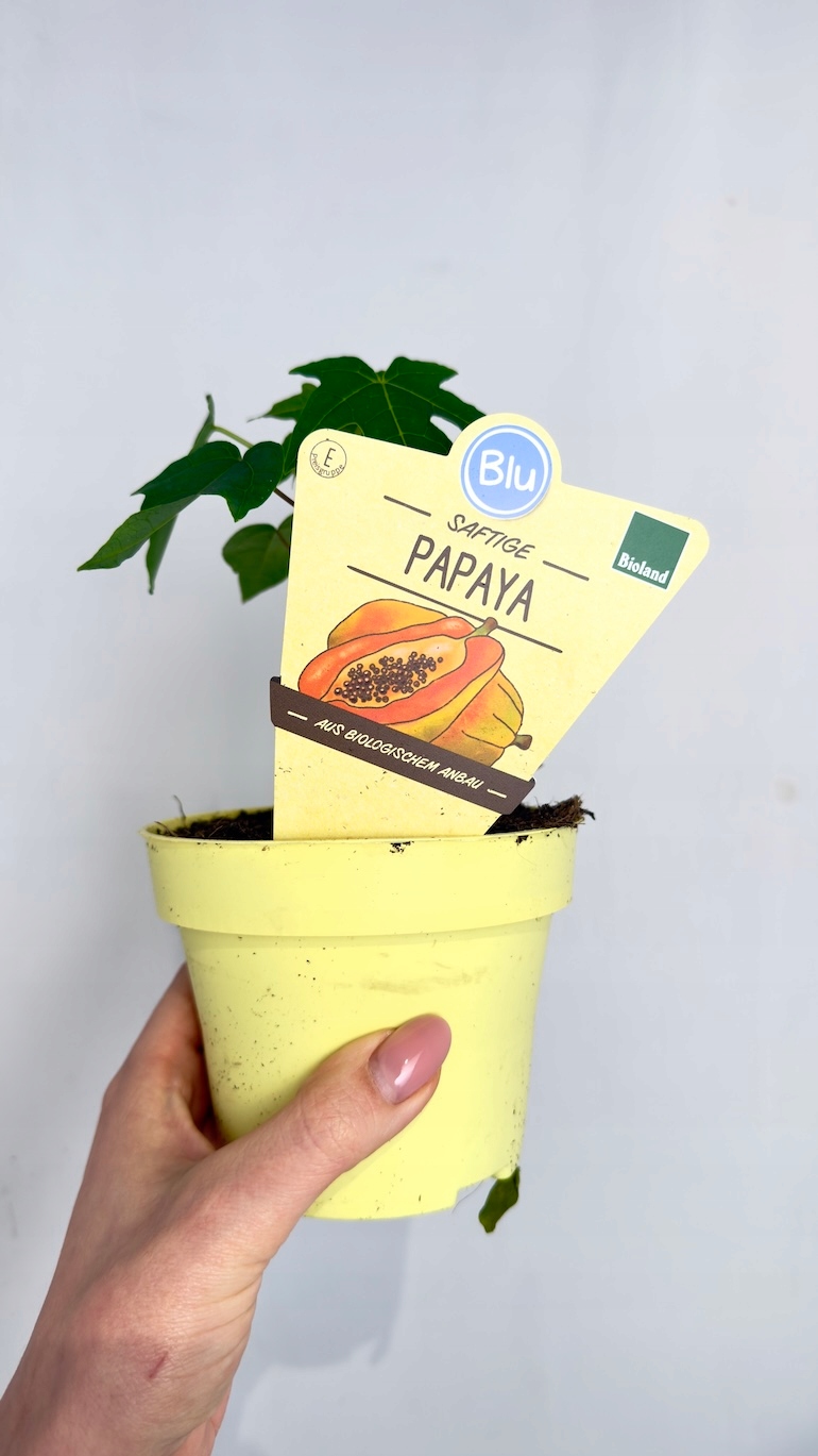 Carica Papaya 12/20 cm