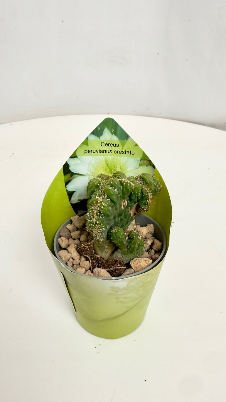 Cereus peruvianus Monstrosus