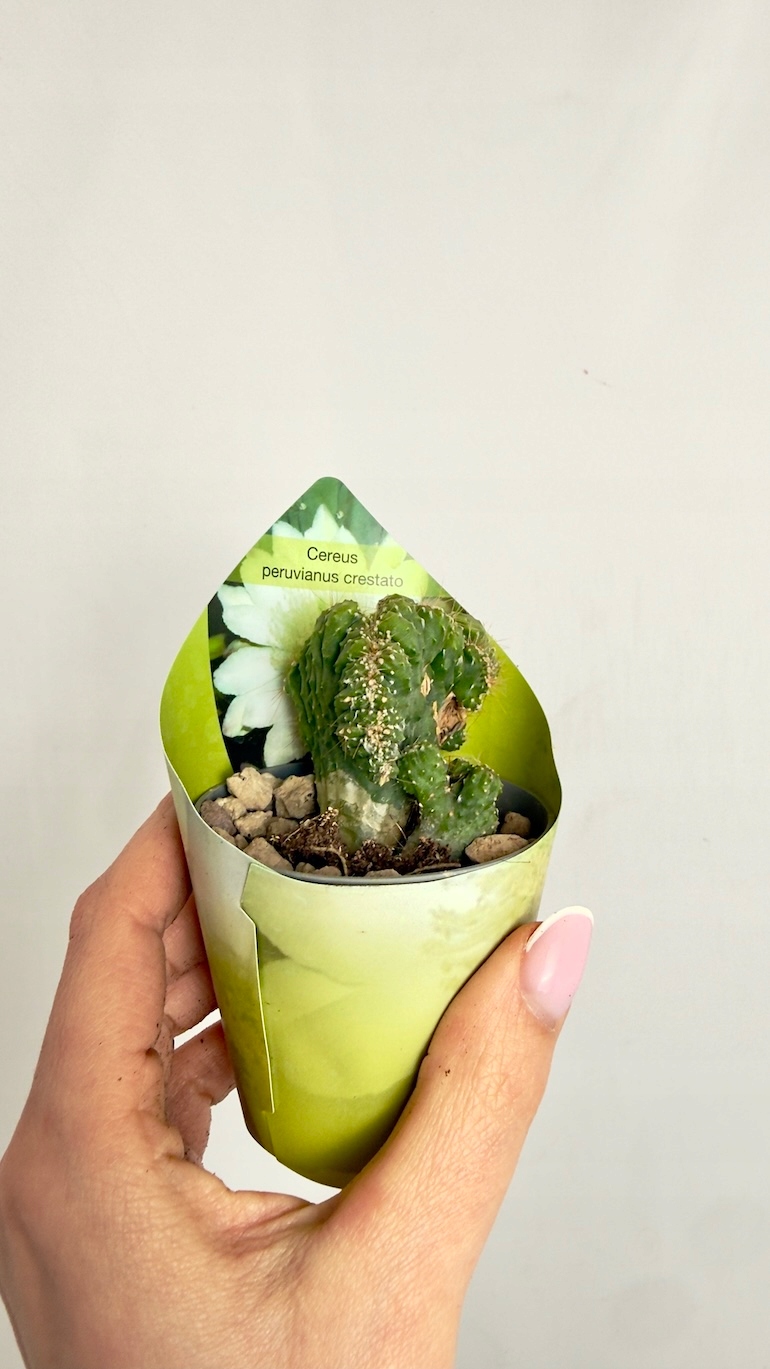 Cereus peruvianus Monstrosus