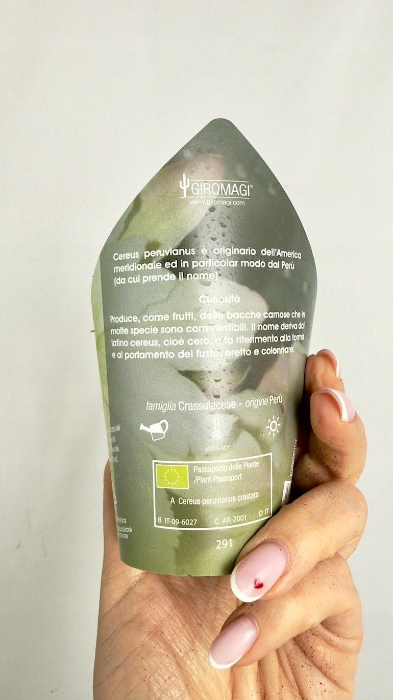 Cereus peruvianus Monstrosus