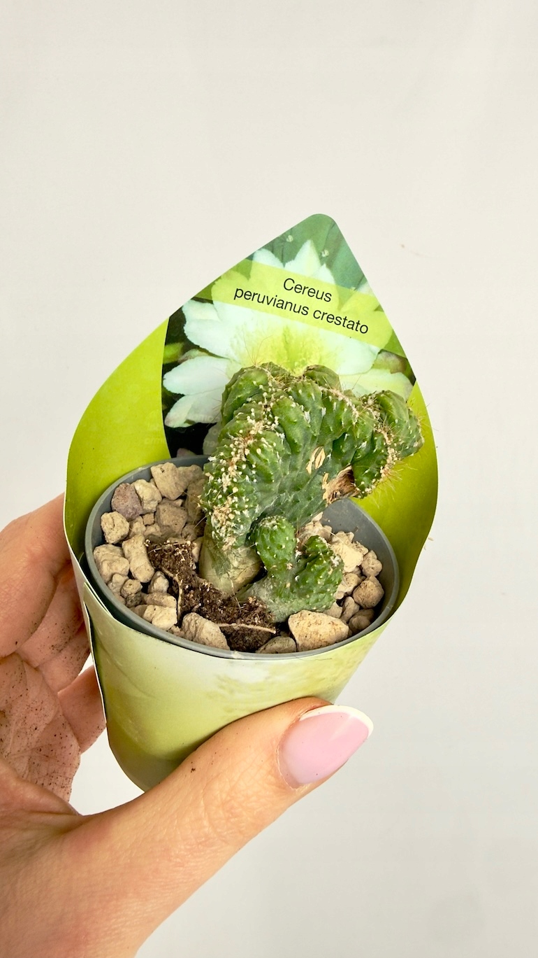 Cereus peruvianus Monstrosus