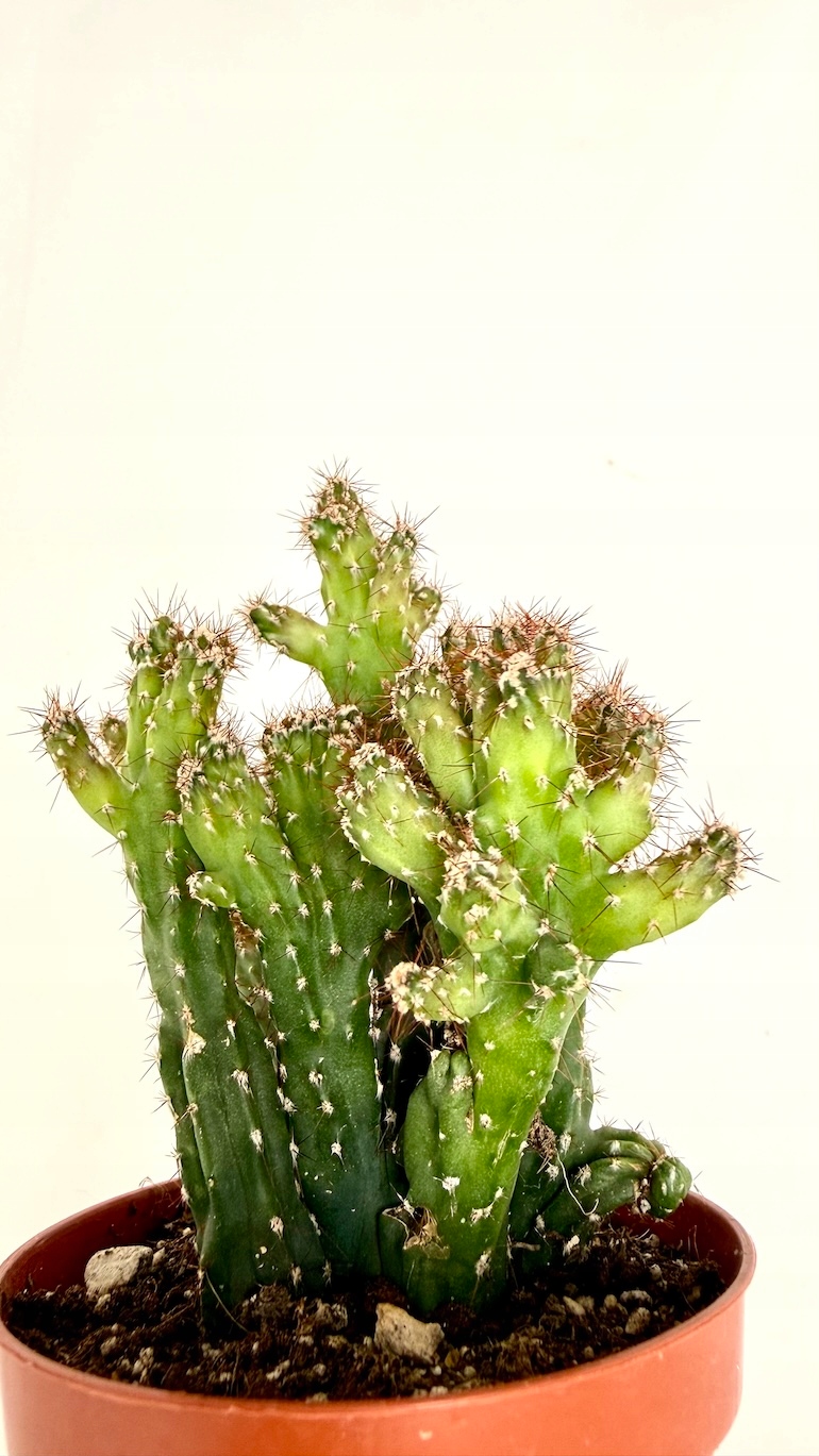 Cereus peruvianus Monstrosus 10/15 cm