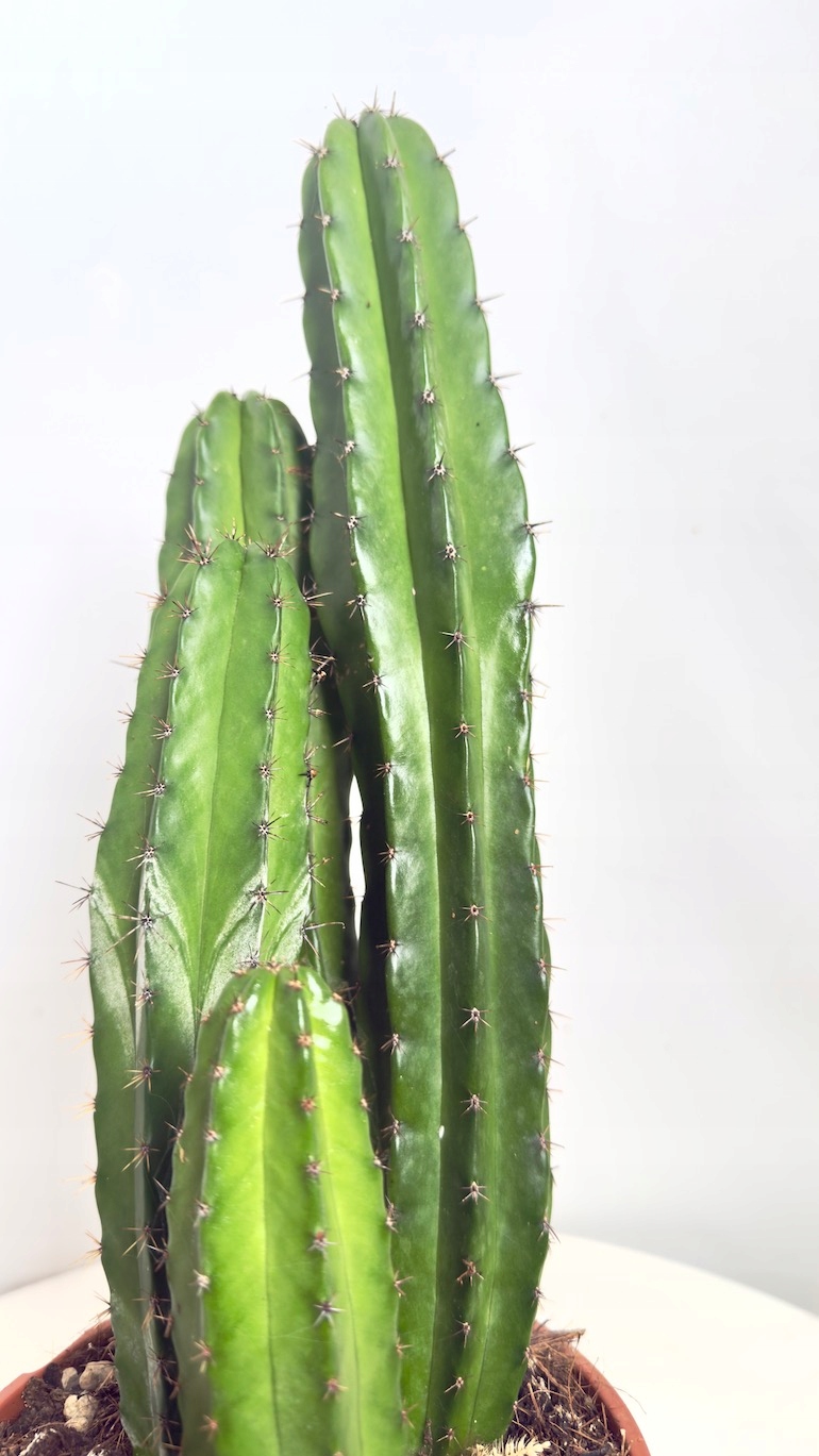 Cereus peruvianus zielony 17/50 cm