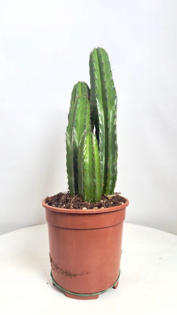 Cereus peruvianus zielony 17/50 cm