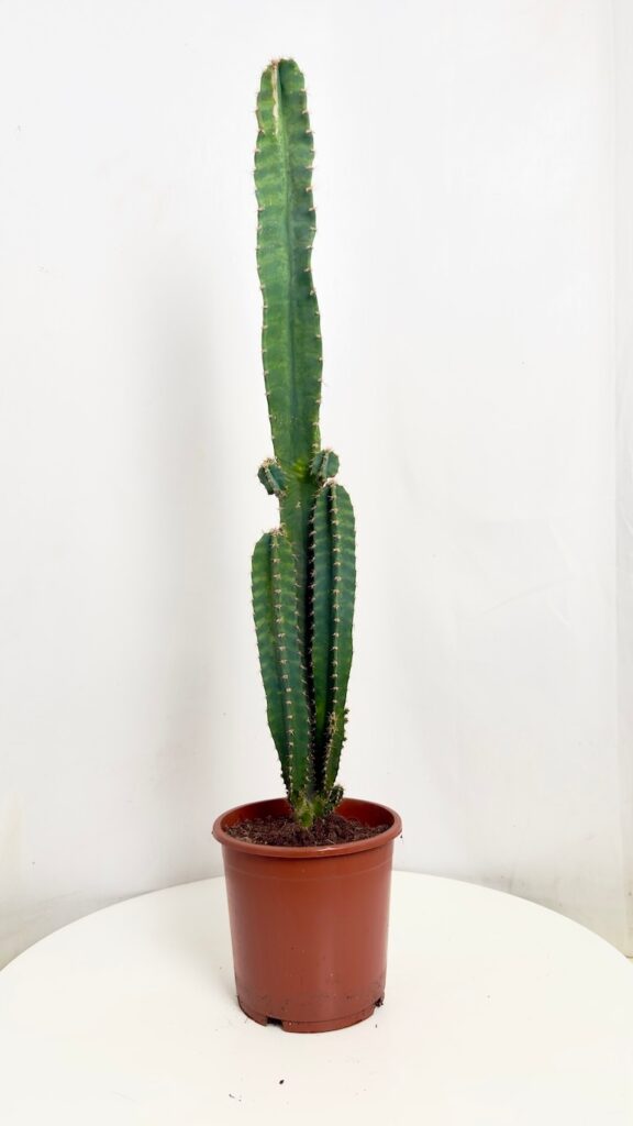 Cereus peruvianus wysoki kaktus kolumnowy w doniczce ok. 80 cm.