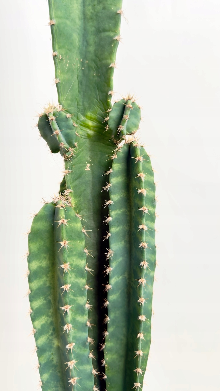 Cereus peruvianus 17/80 cm