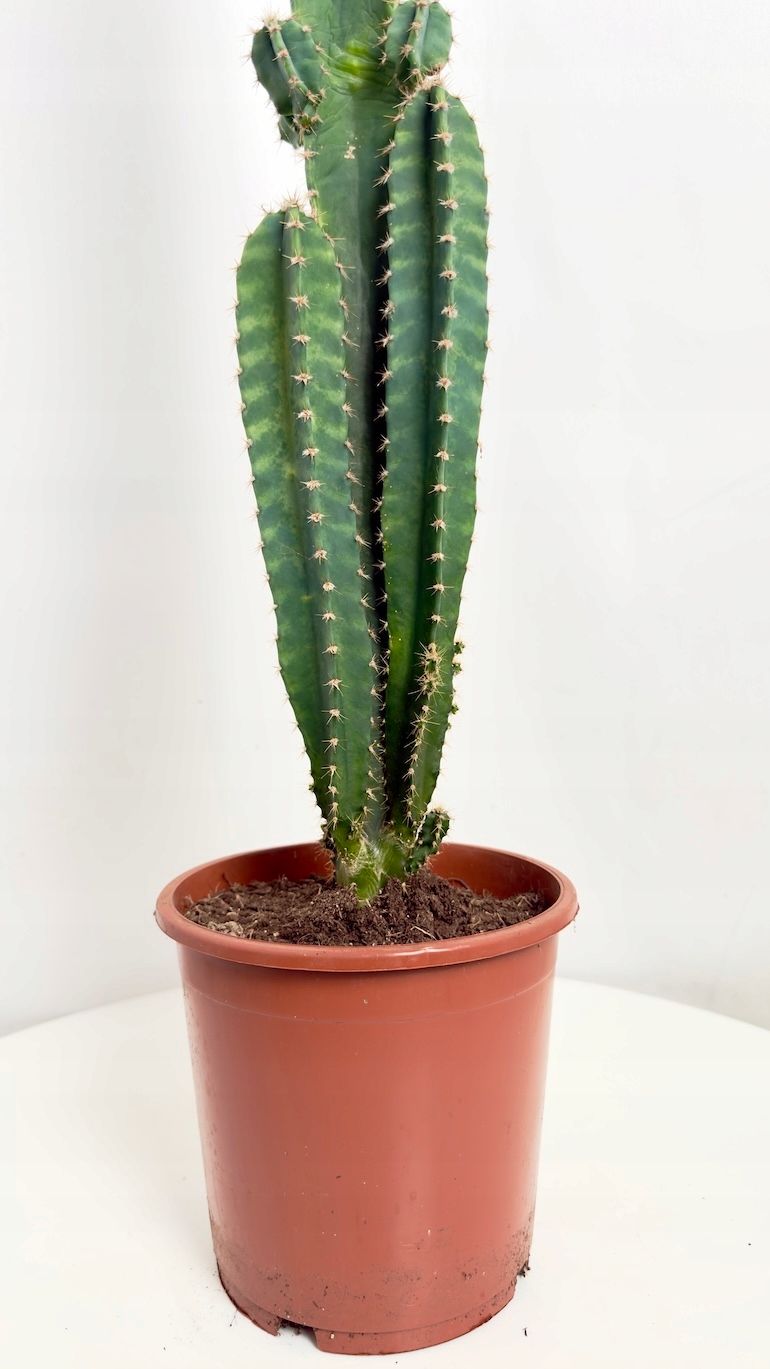 Cereus peruvianus 17/80 cm