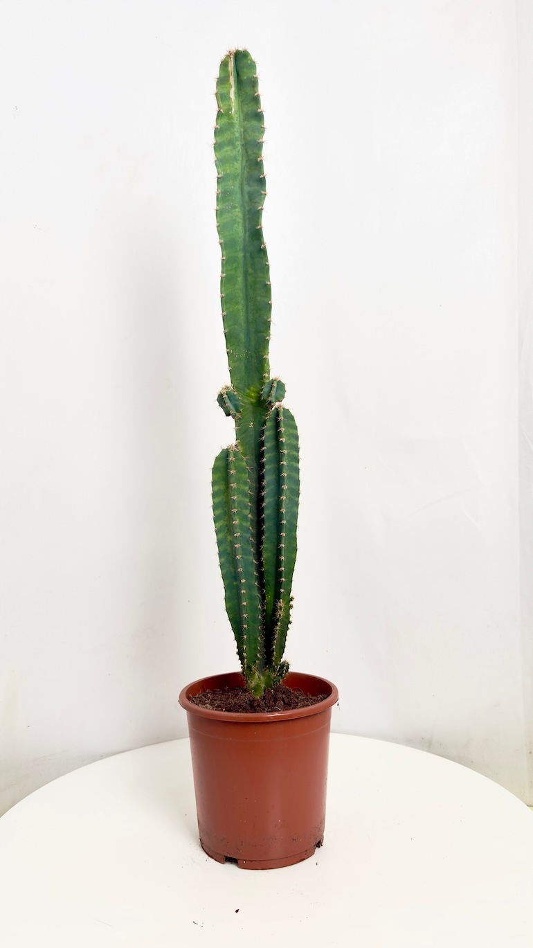 Cereus peruvianus 17/80 cm