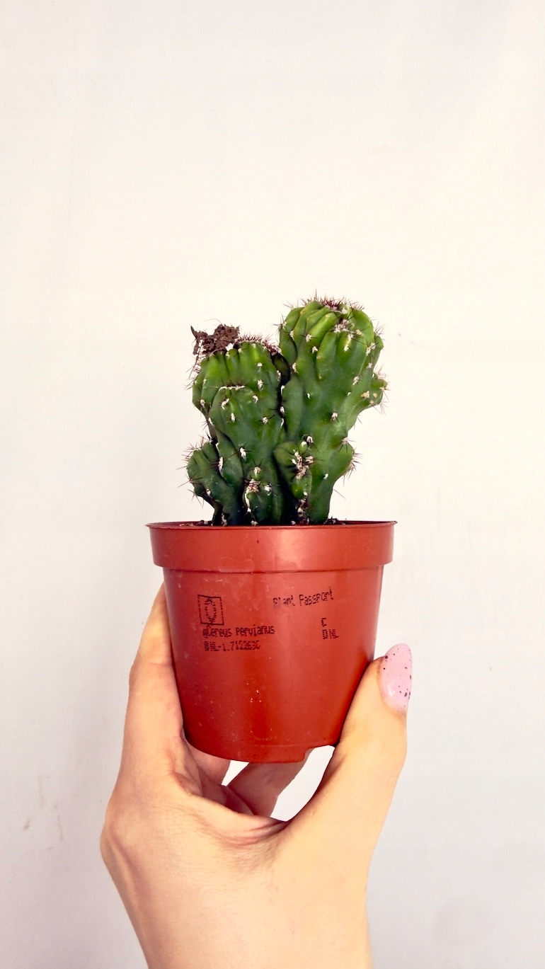 Cereus peruvianus Monstrosus 10/15 cm