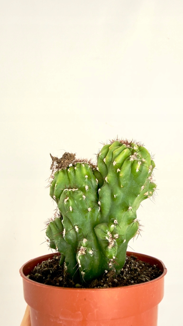 Cereus peruvianus Monstrosus 10/15 cm